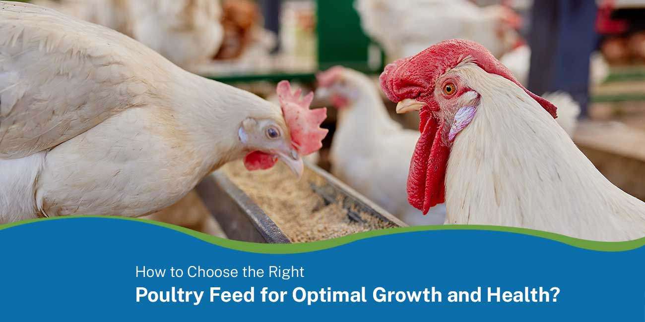 How to Choose the Right Poultry Feed for Optimal Growth and Health?