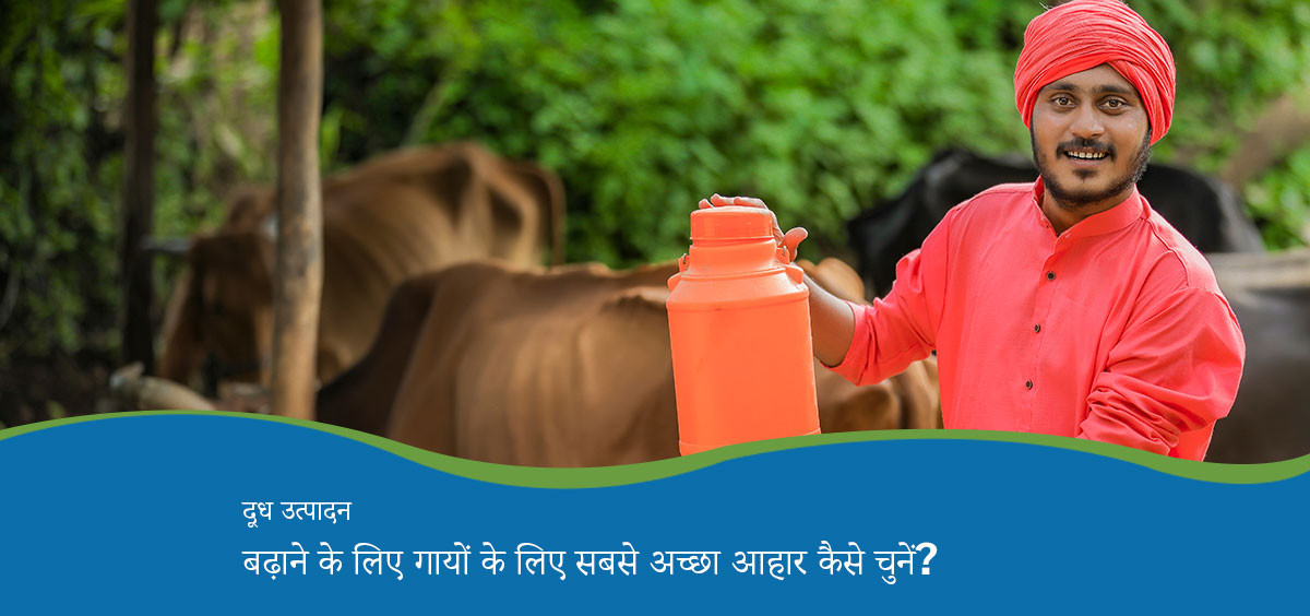 How to find the best food for cows to increase milk?